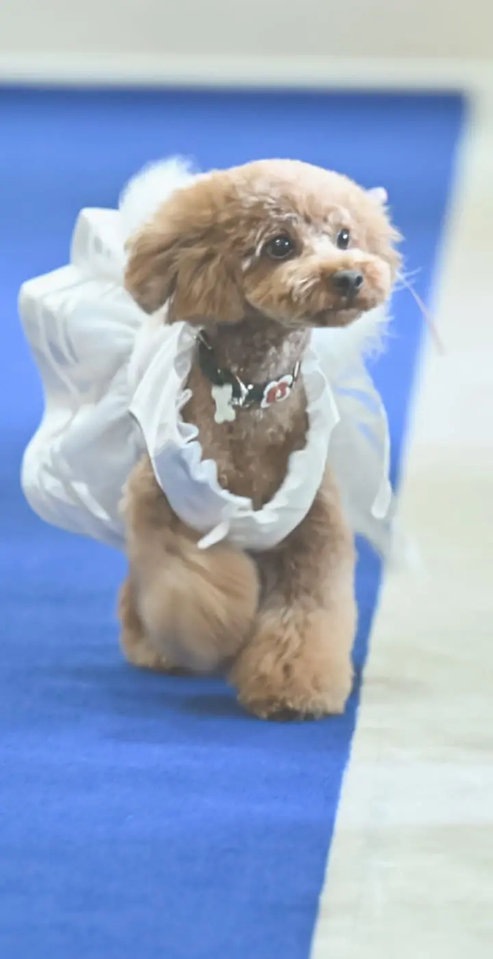 青いバージンロードを可愛らしいドレスを着て歩く小型犬